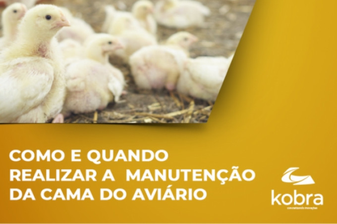 Importância da manutenção da Cama do Aviário