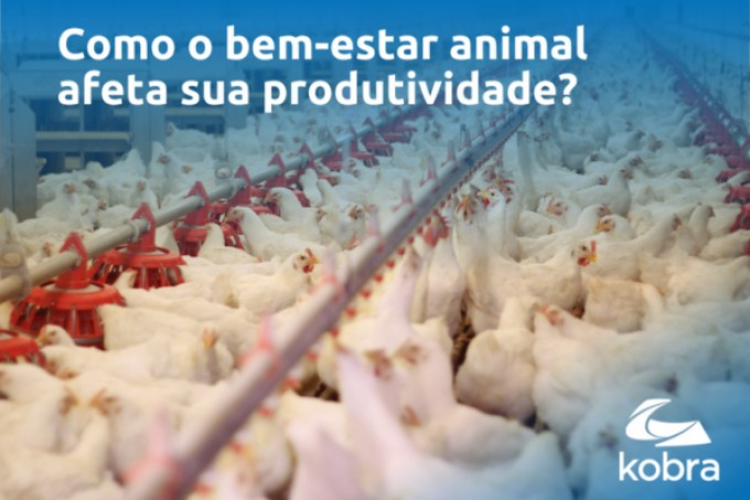 Como o bem-estar animal afeta sua produtividade